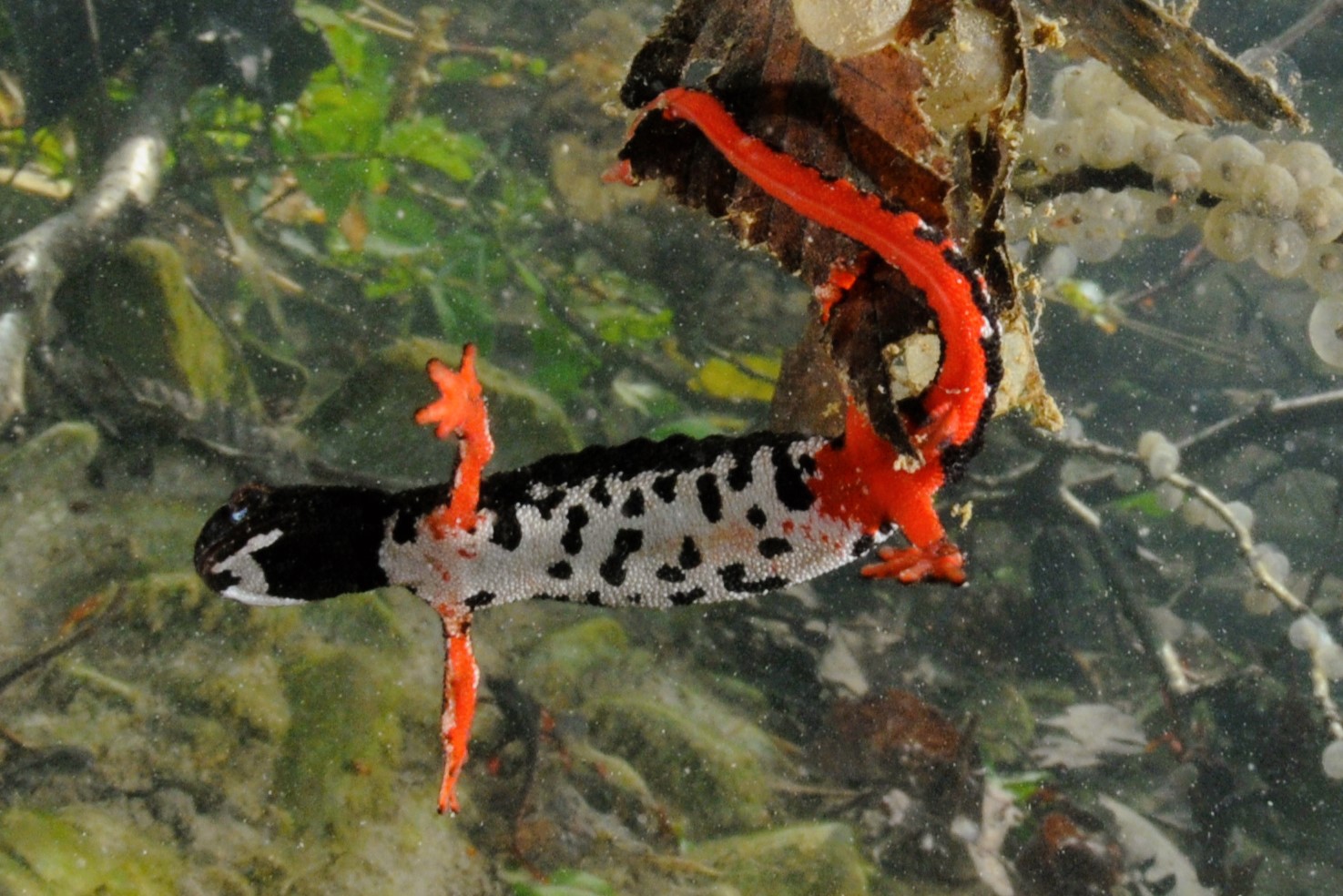 Thumbnail 6 Salamandrina perspicillata