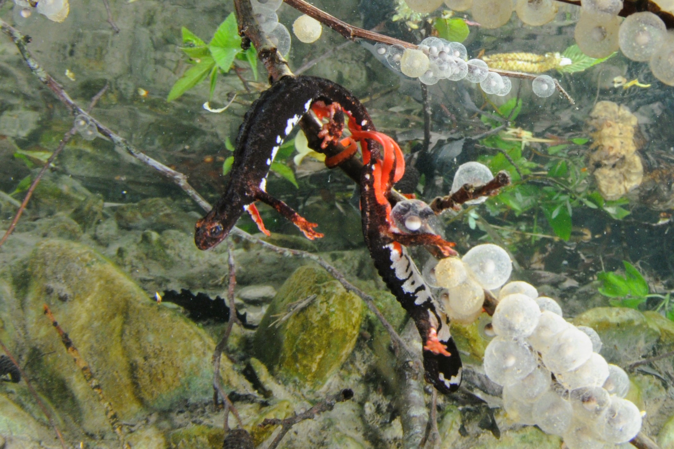 Thumbnail 7 Salamandrina perspicillata