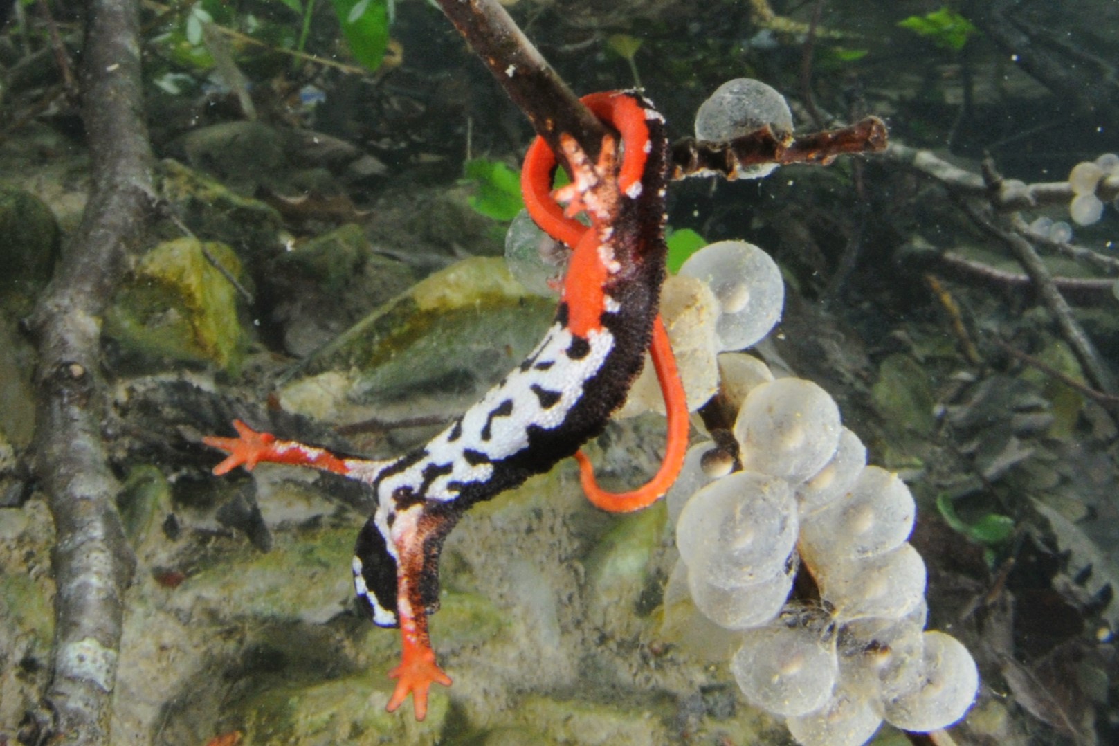 Thumbnail 8 Salamandrina perspicillata