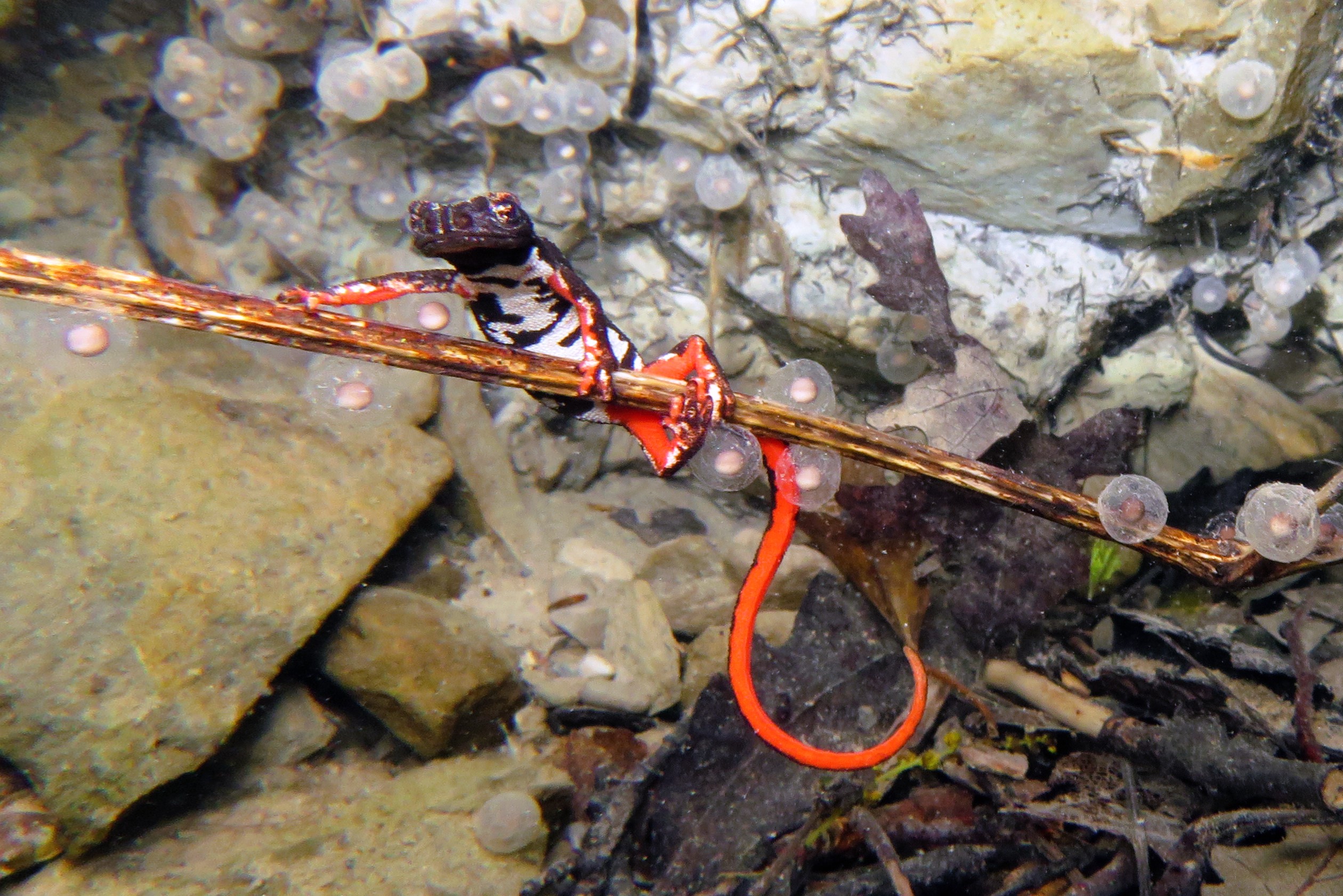 Thumbnail 10 Salamandrina perspicillata