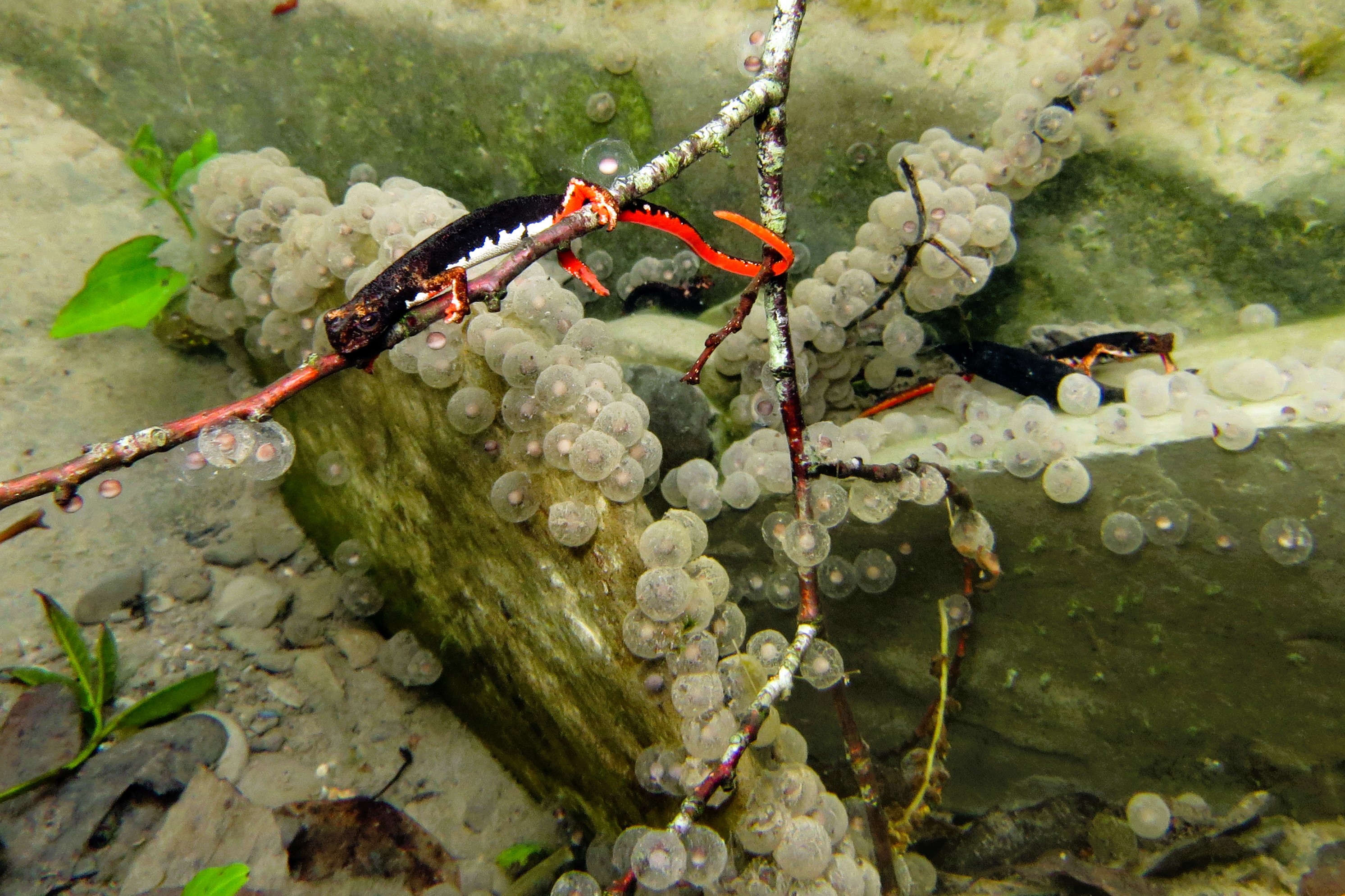 Thumbnail 11 Salamandrina perspicillata