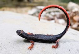 Salamandrina perspicillata