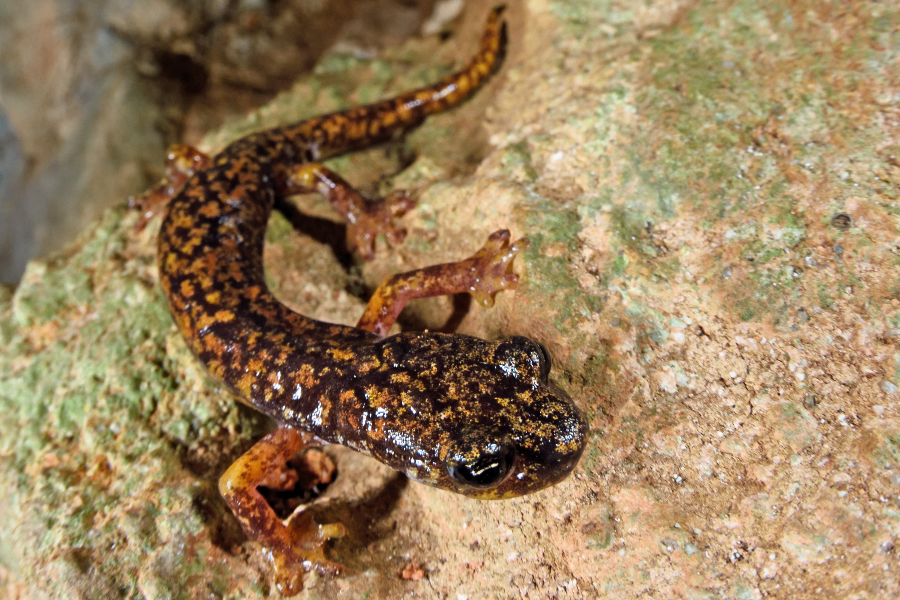 Thumbnail 2 Speleomantes strinatii