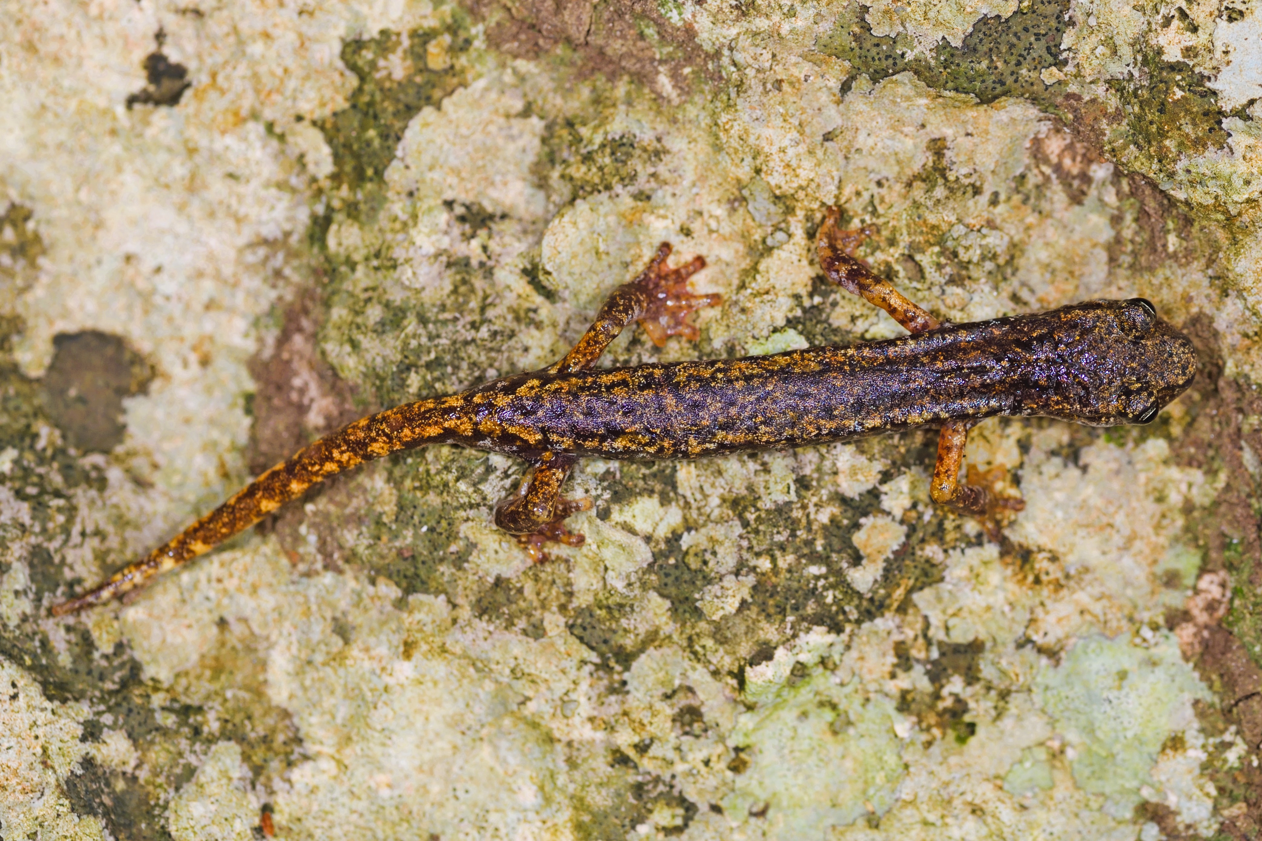 Thumbnail 5 Speleomantes strinatii