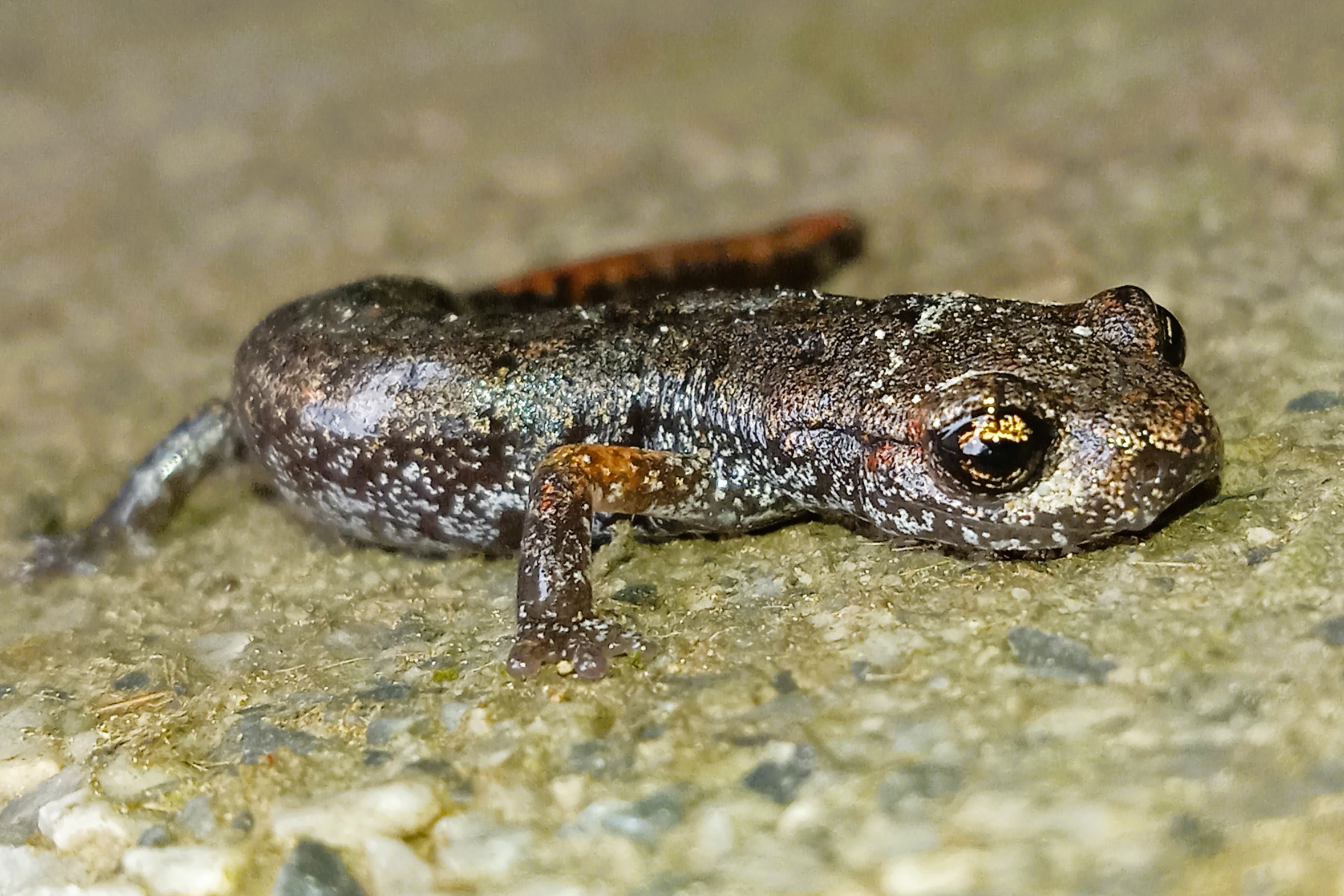 Thumbnail 11 Speleomantes strinatii