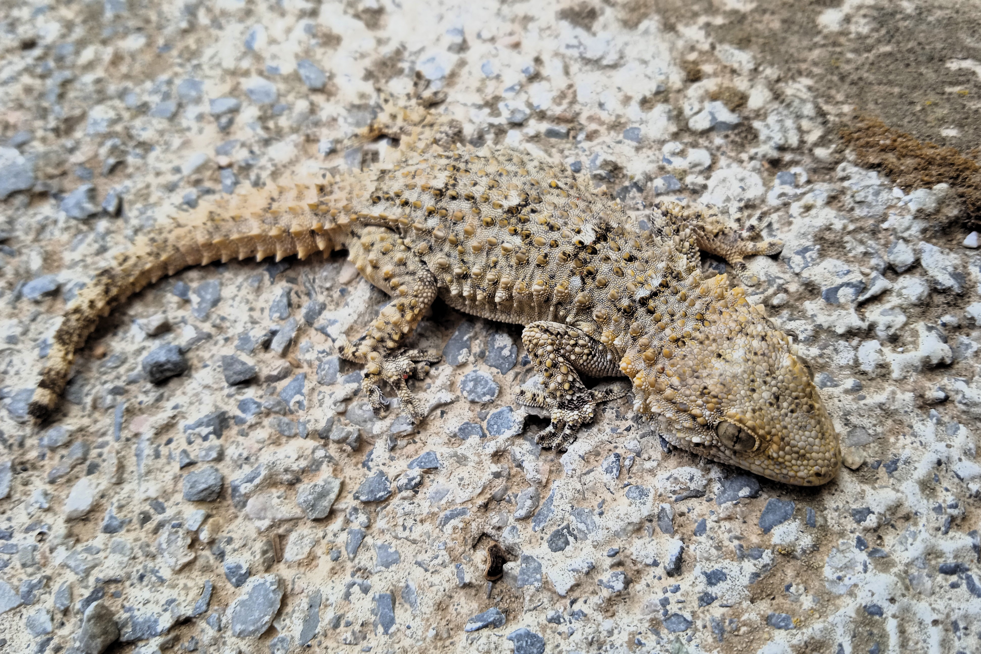 Thumbnail 3 Tarentola mauritanica