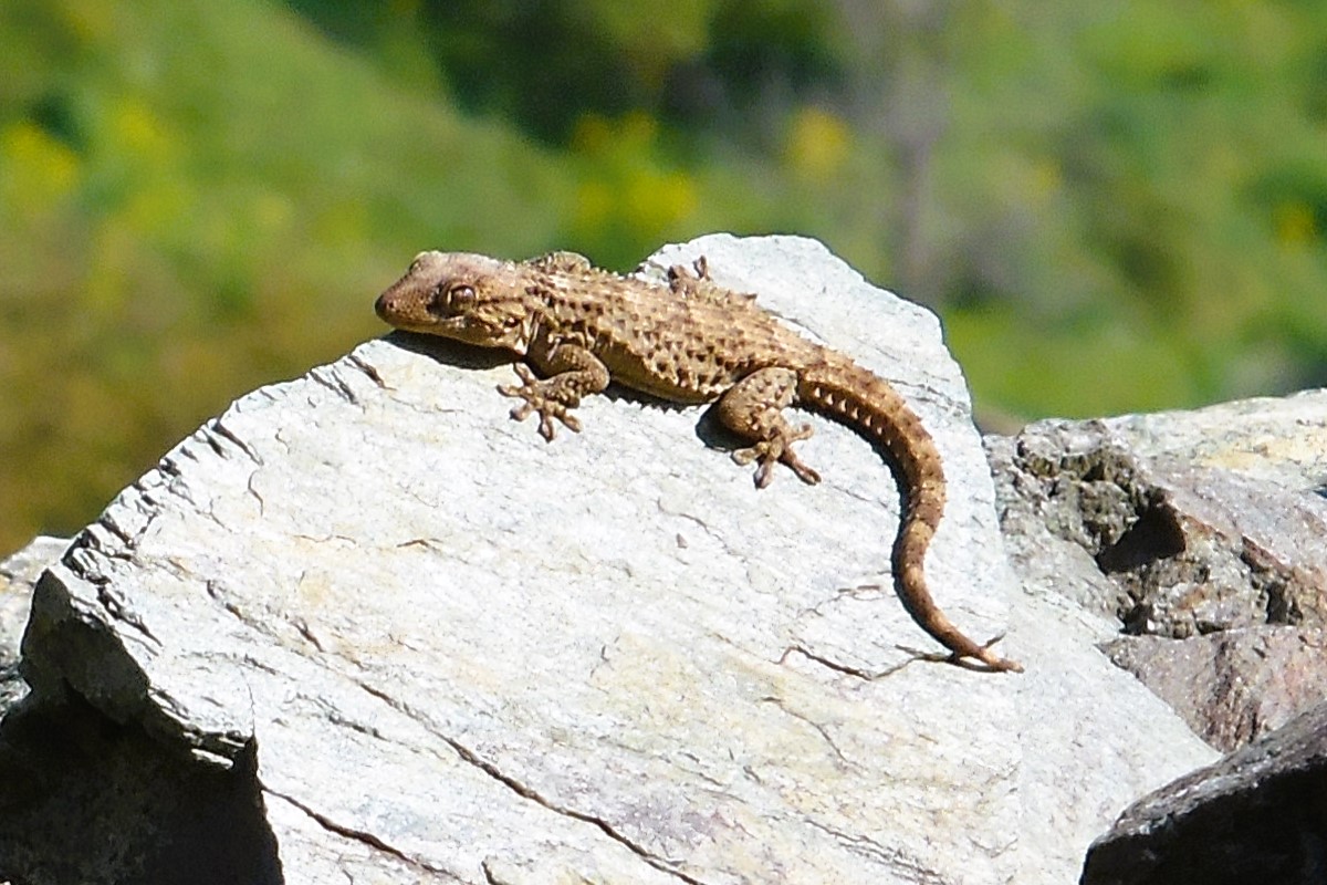 Thumbnail 4 Tarentola mauritanica