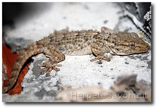 Thumbnail 5 Tarentola mauritanica