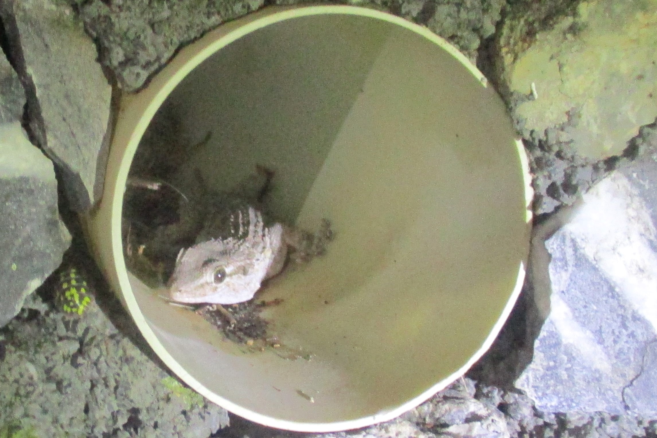 Thumbnail 7 Tarentola mauritanica