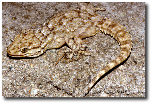 Thumbnail 8 Tarentola mauritanica