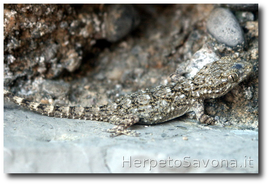 Thumbnail 9 Tarentola mauritanica