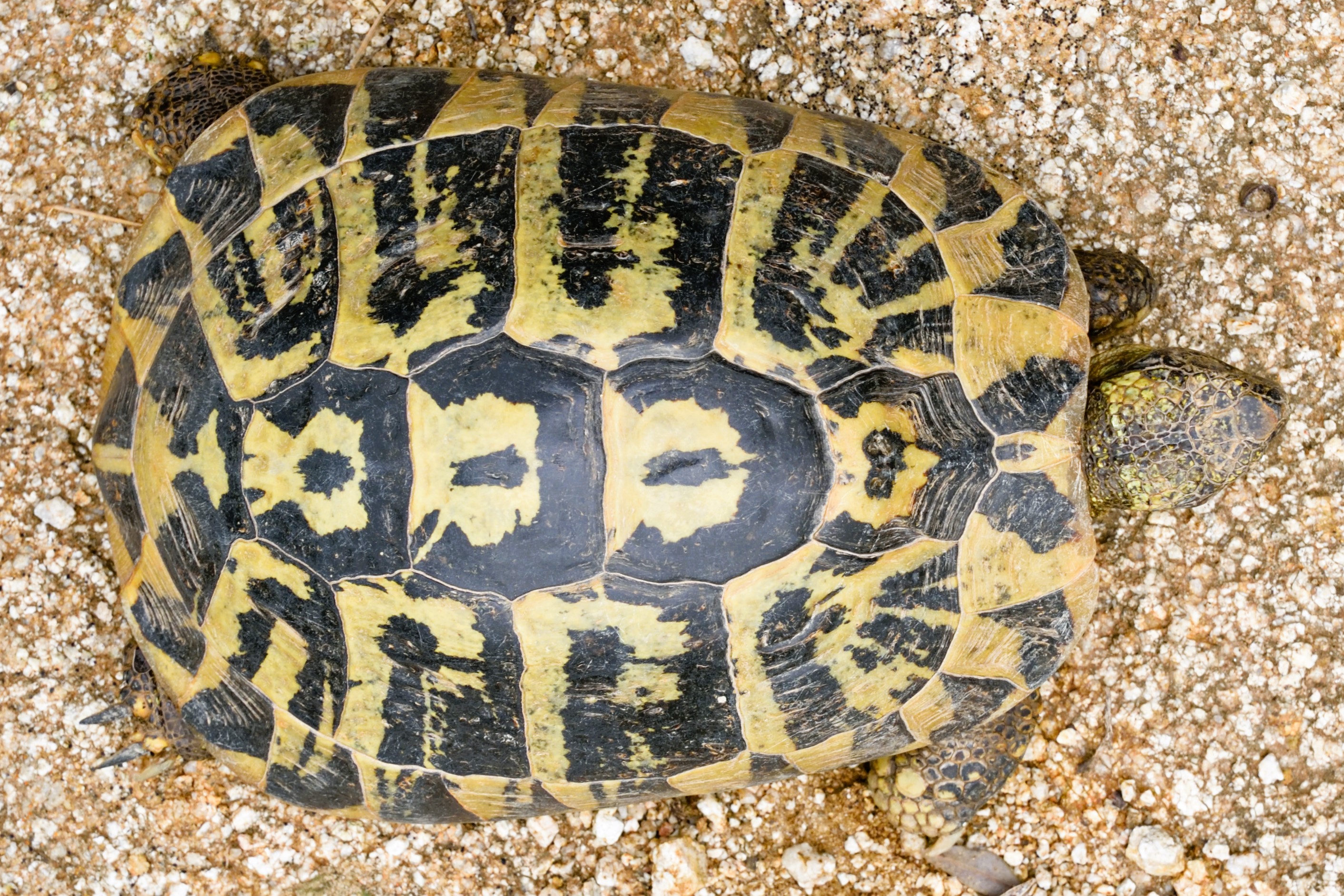 Thumbnail 3 Testudo hermanni