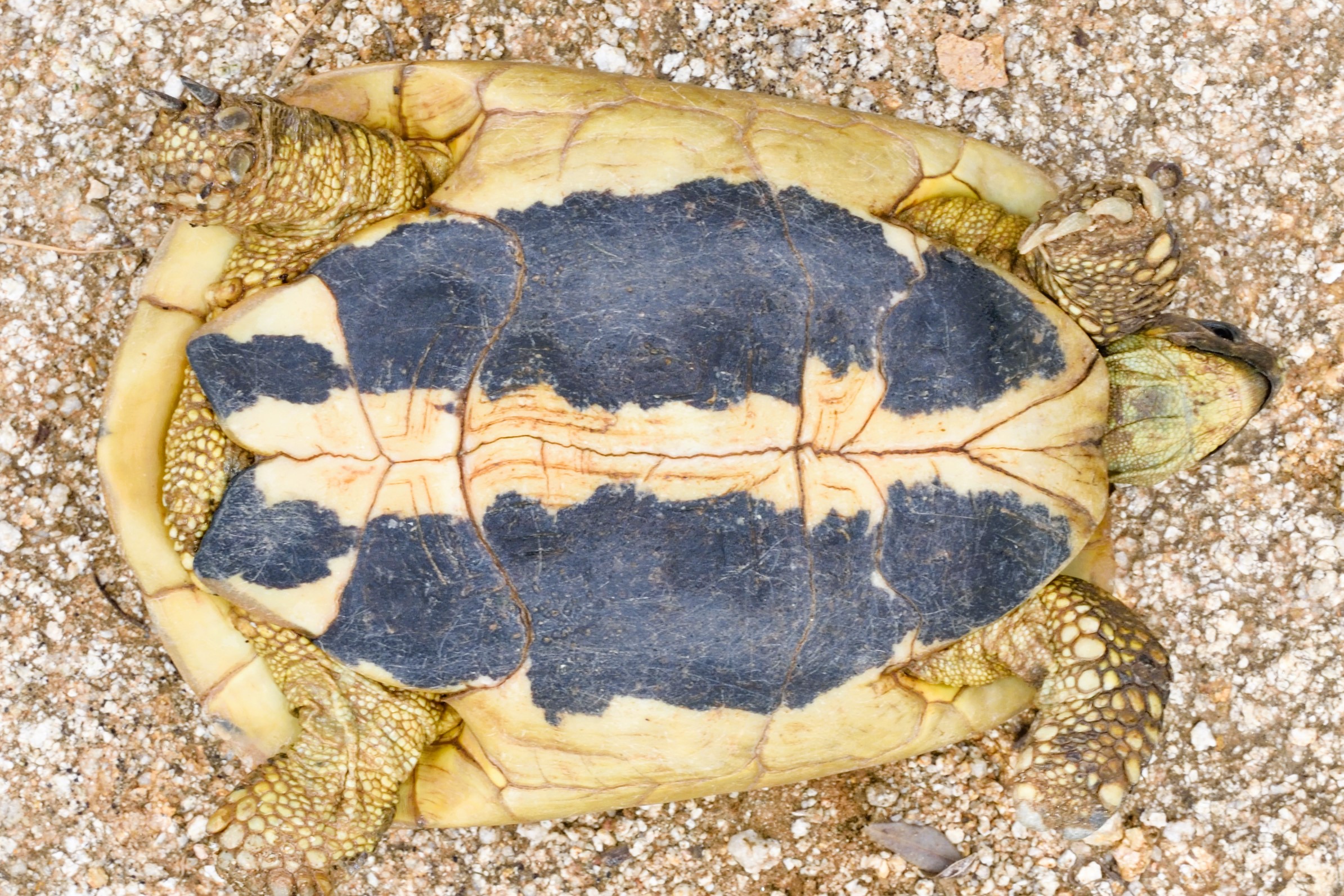 Thumbnail 4 Testudo hermanni