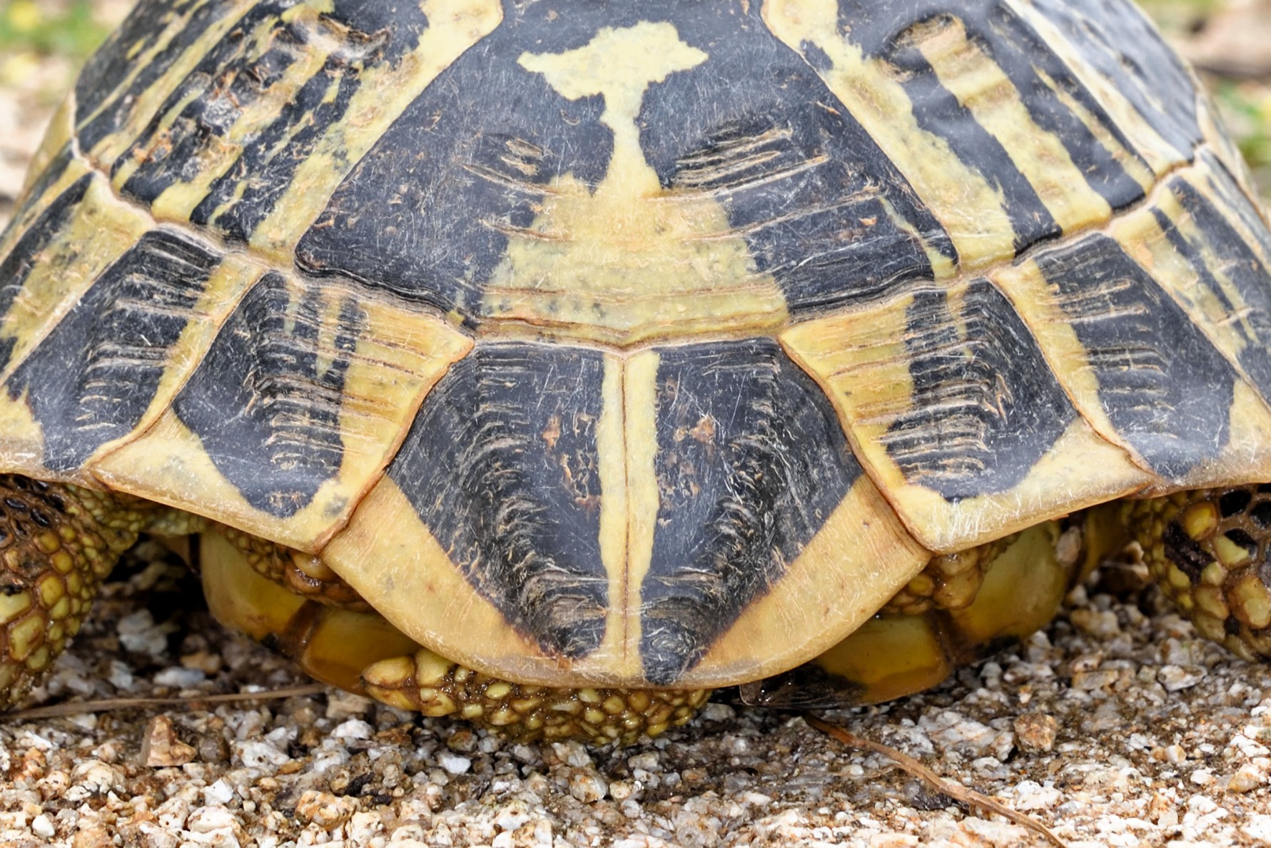 Thumbnail 5 Testudo hermanni