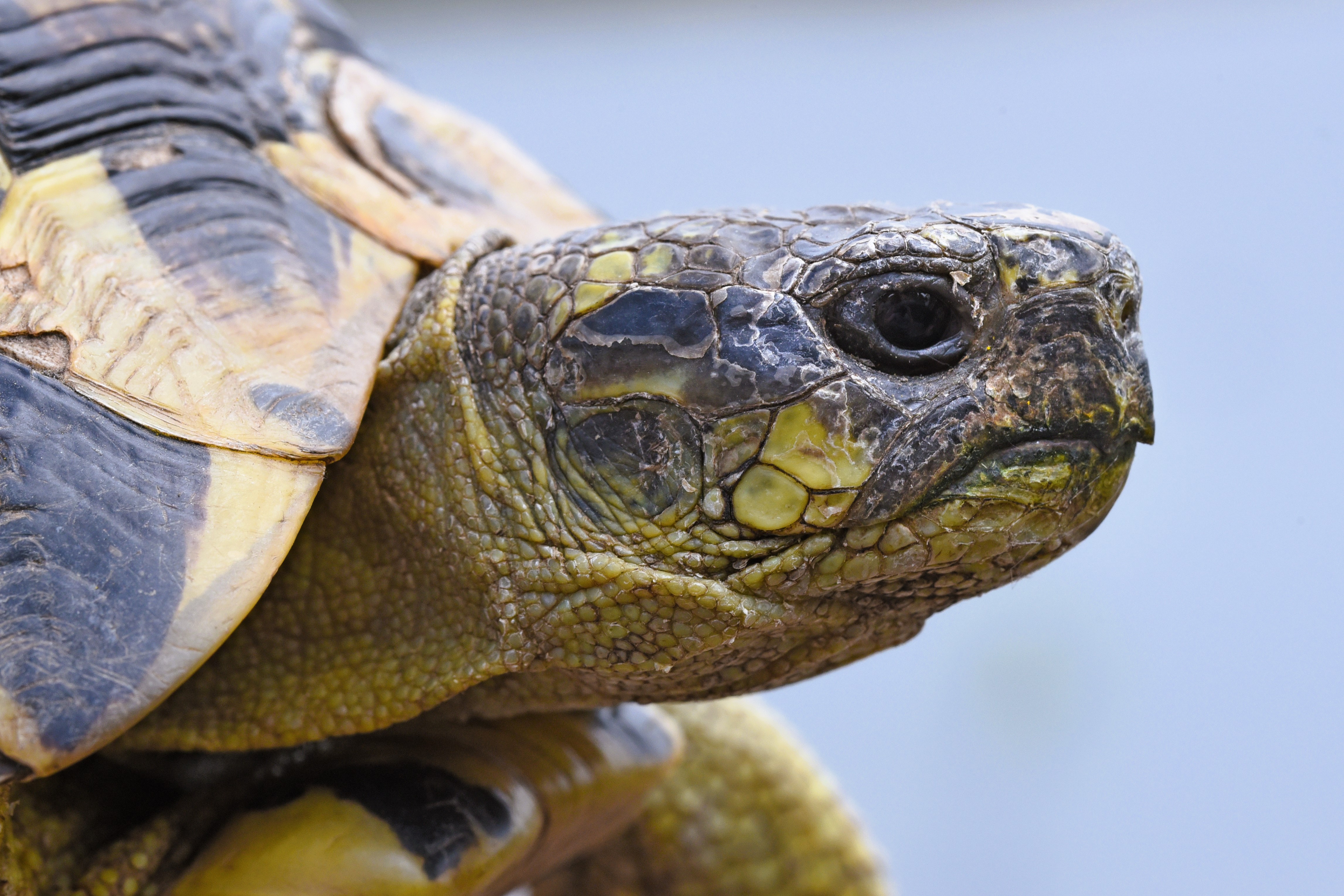 Thumbnail 6 Testudo hermanni