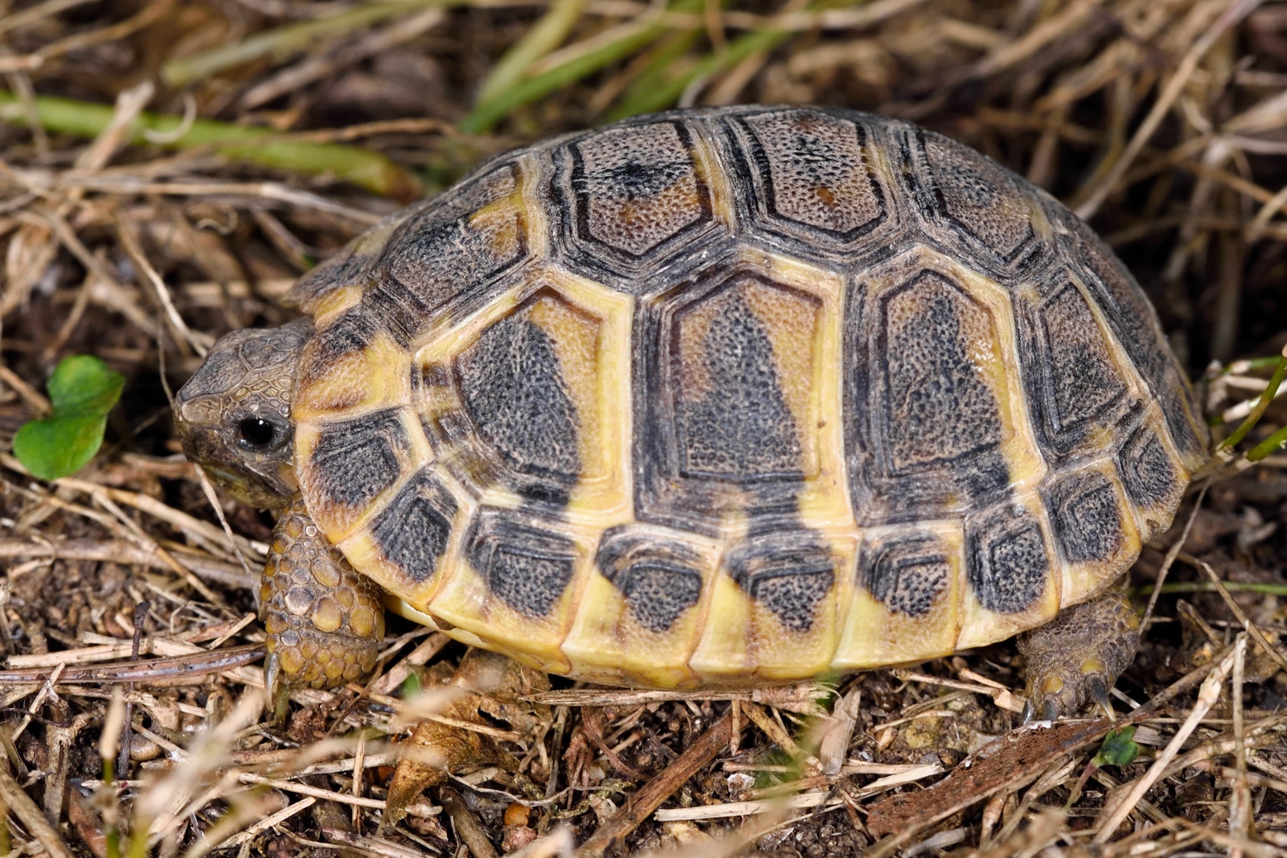 Thumbnail 10 Testudo hermanni