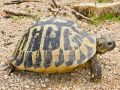 Testudo hermanni