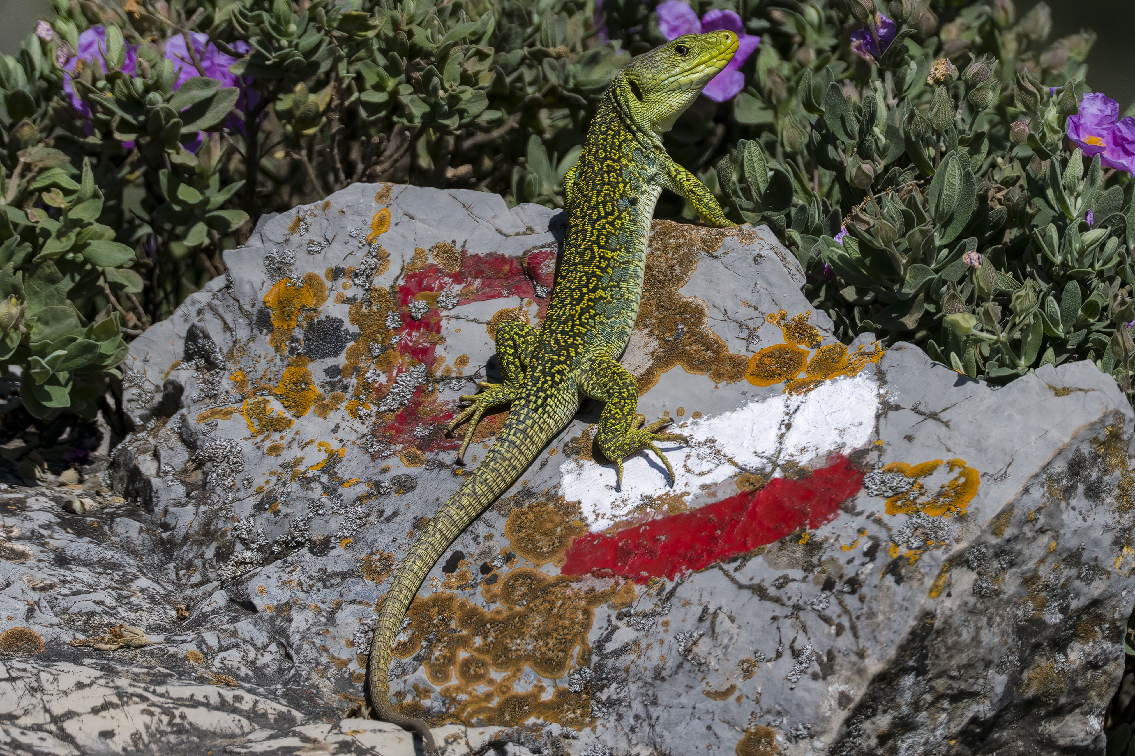 Thumbnail 4 Timon lepidus