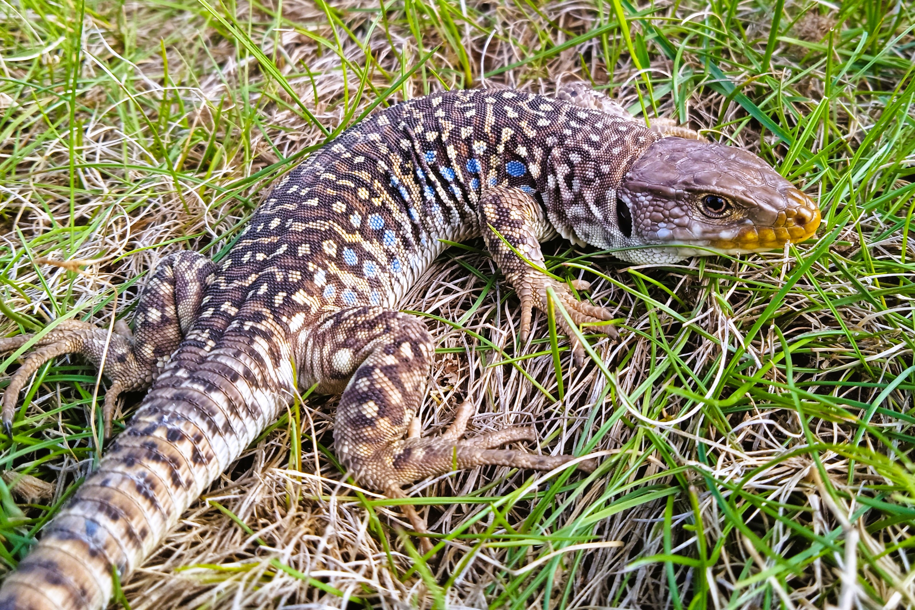 Thumbnail 5 Timon lepidus