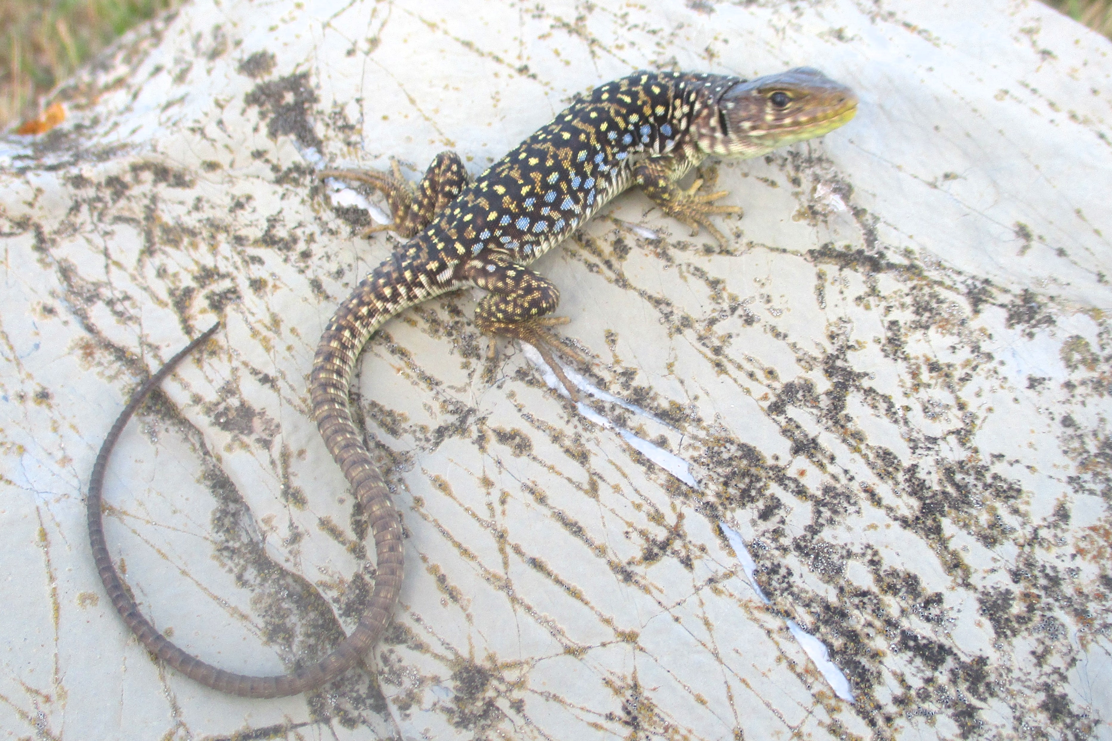 Thumbnail 7 Timon lepidus