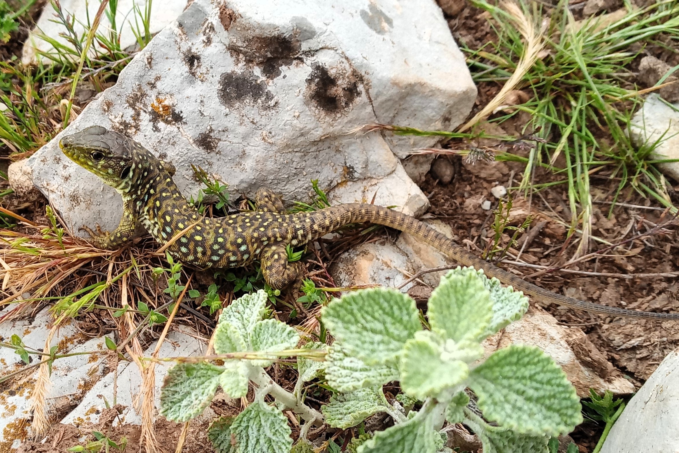 Thumbnail 8 Timon lepidus