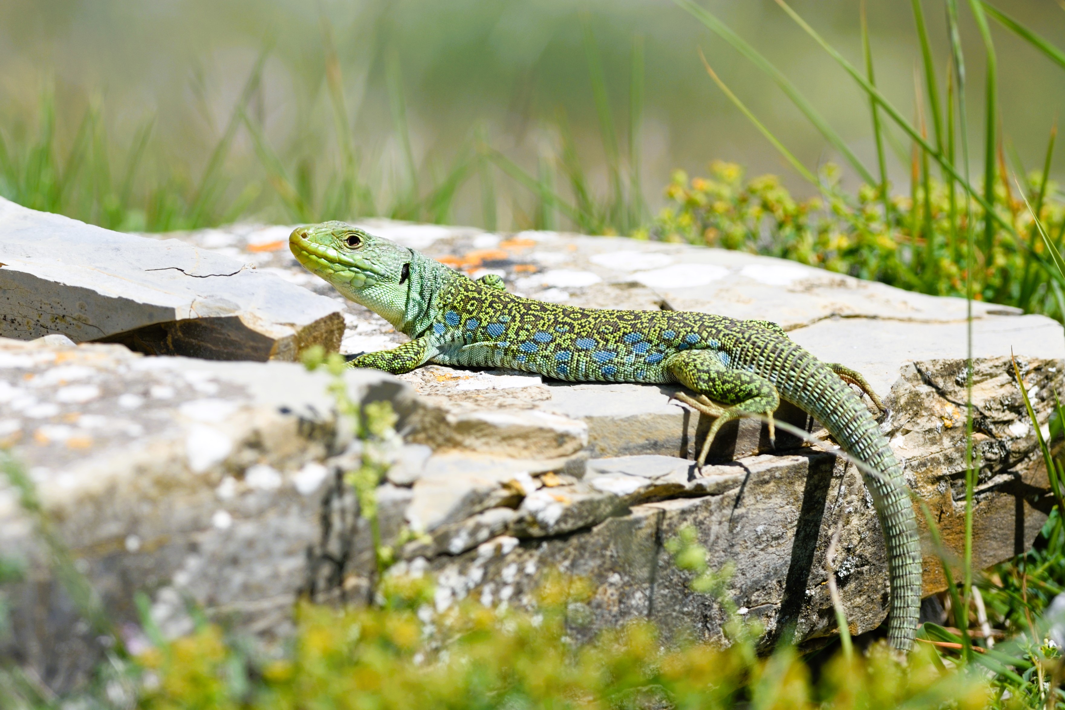 Thumbnail 10 Timon lepidus