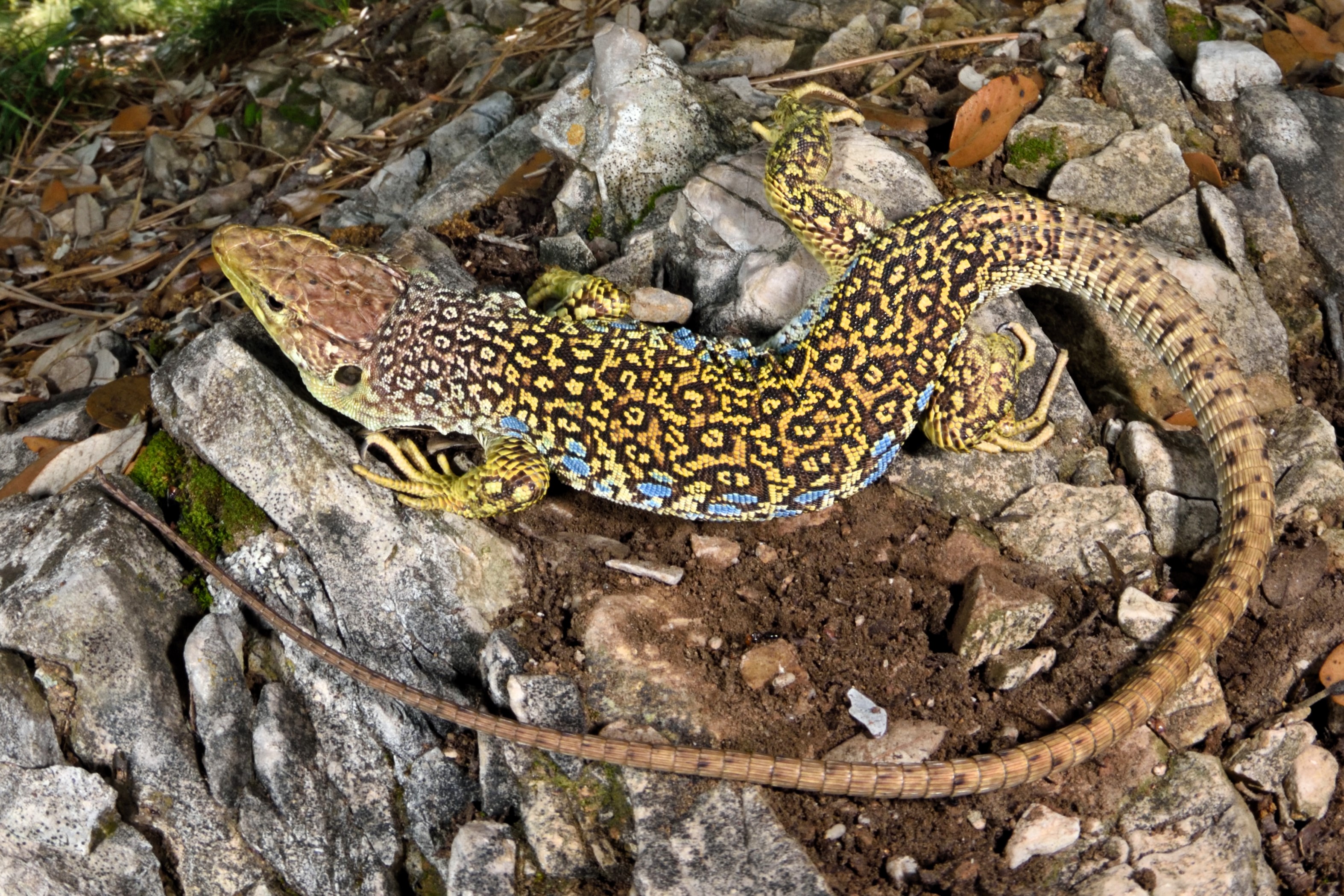 Thumbnail 11 Timon lepidus