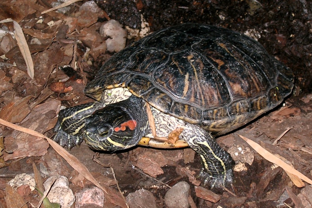 Thumbnail 3 Trachemys scripta elegans