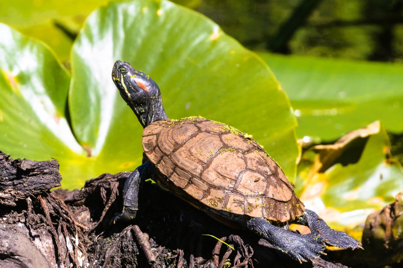 Thumbnail 4 Trachemys scripta elegans