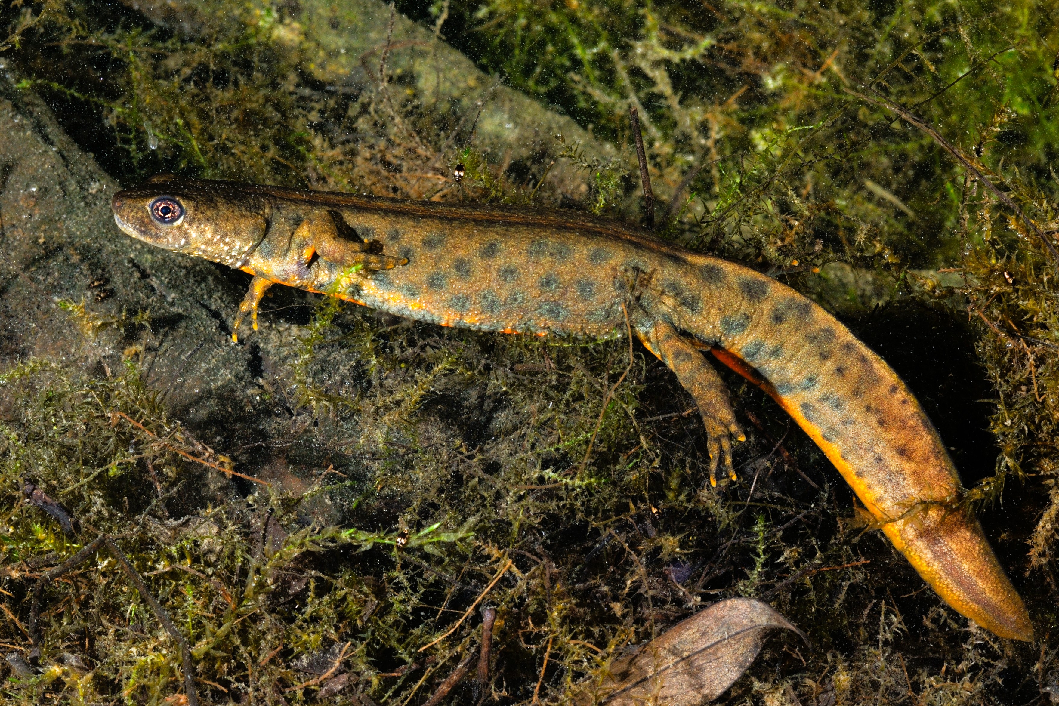 Thumbnail 3 Triturus carnifex