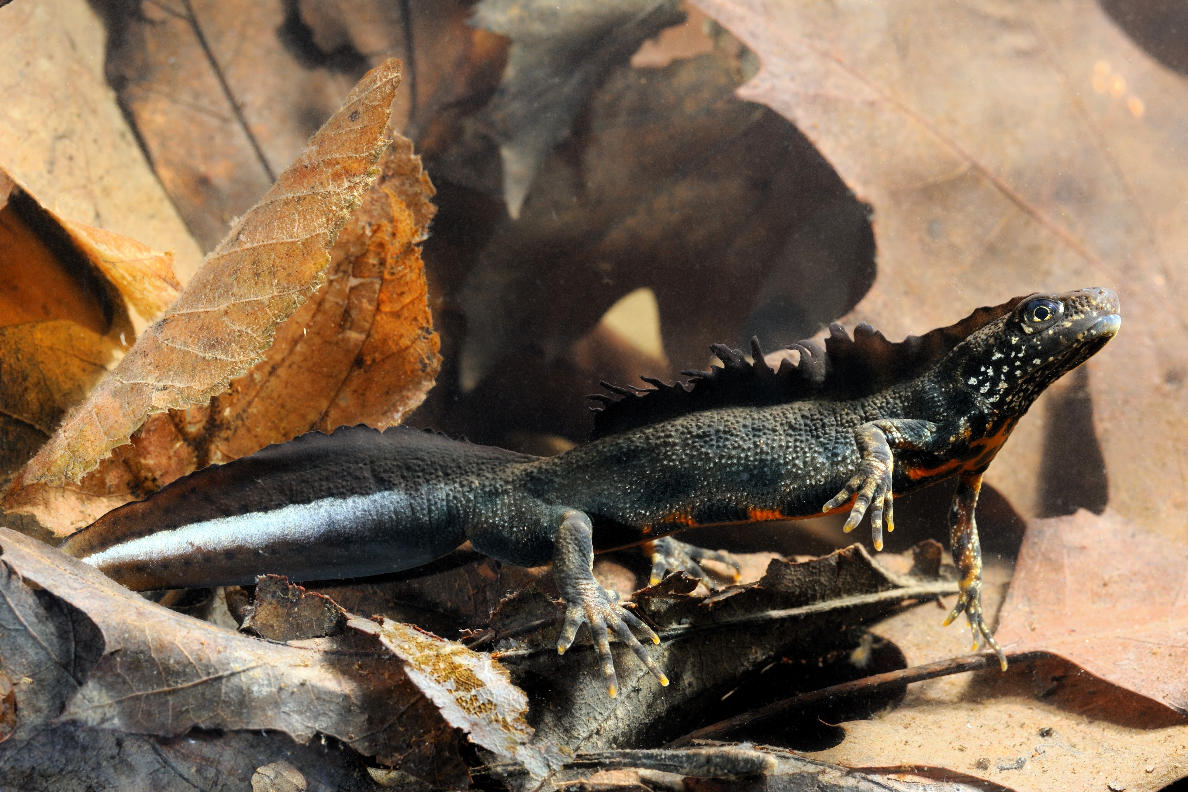 Thumbnail 6 Triturus carnifex