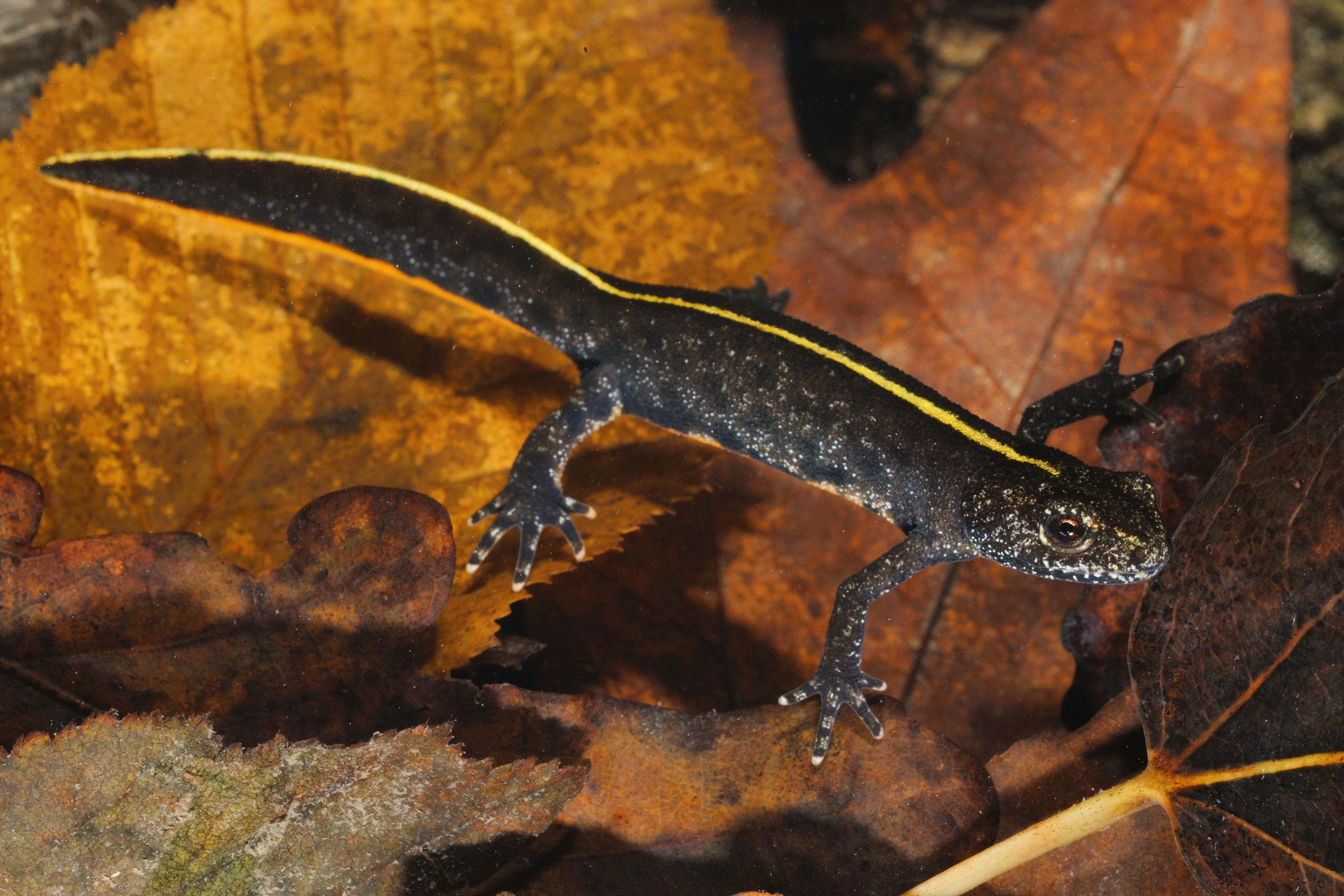 Thumbnail 7 Triturus carnifex