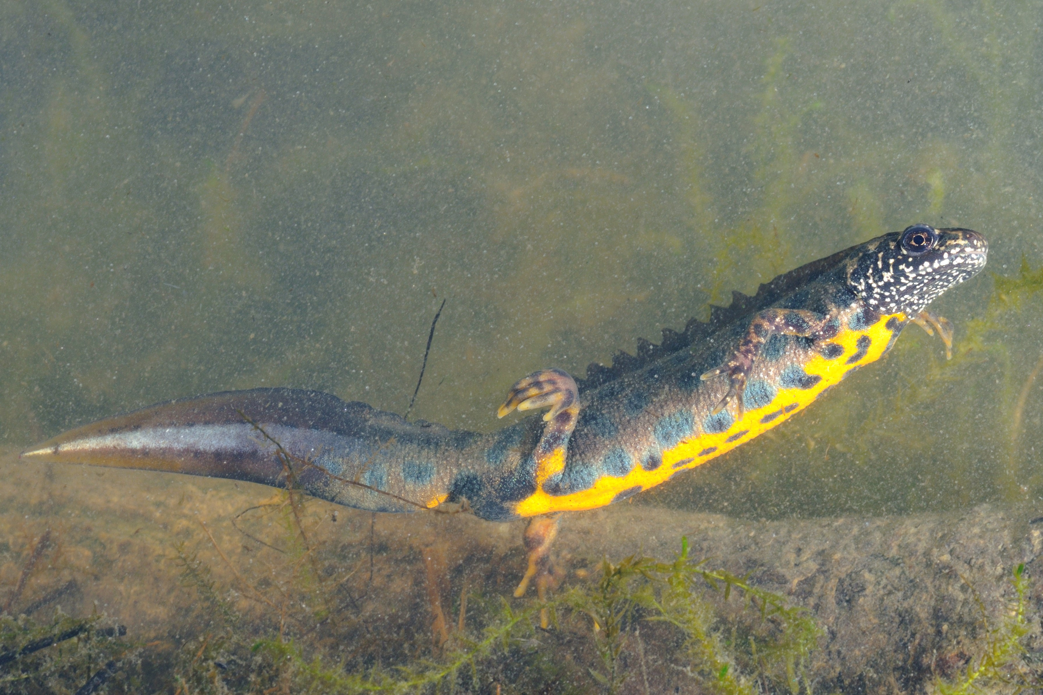 Thumbnail 9 Triturus carnifex