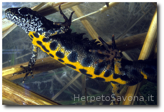 Thumbnail 11 Triturus carnifex