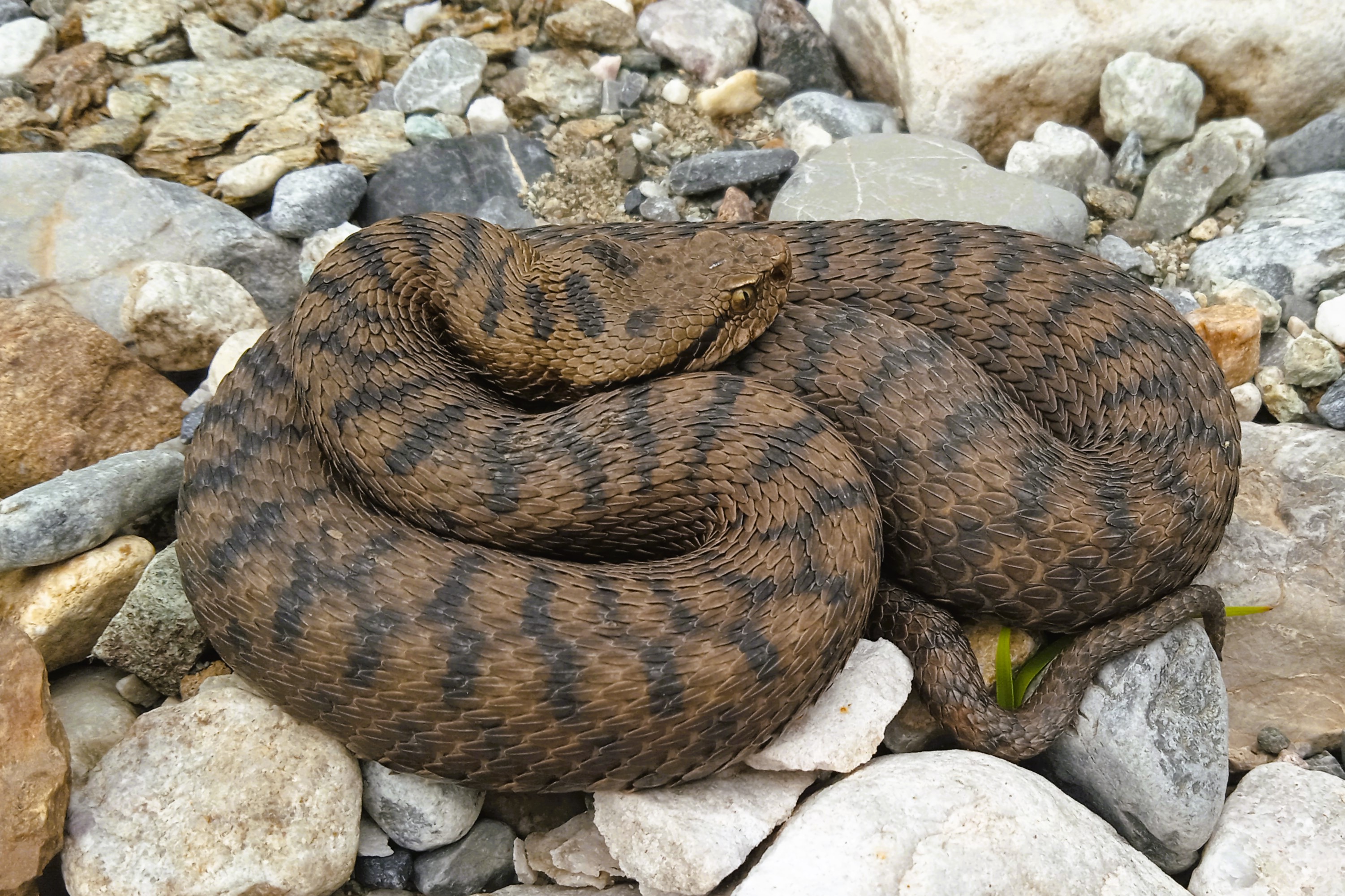 Thumbnail 3 Vipera aspis