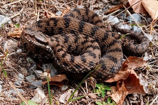 Thumbnail 4 Vipera aspis