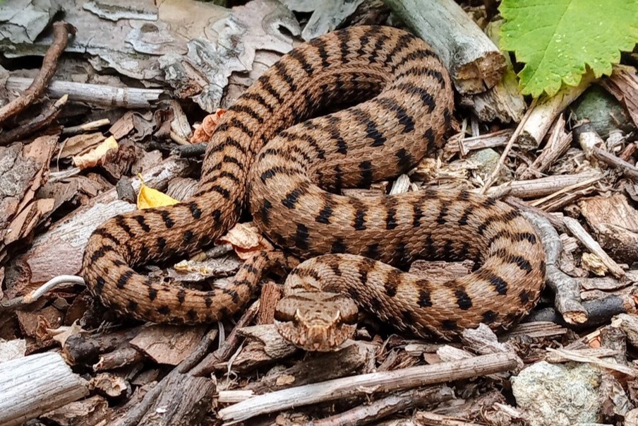 Thumbnail 6 Vipera aspis