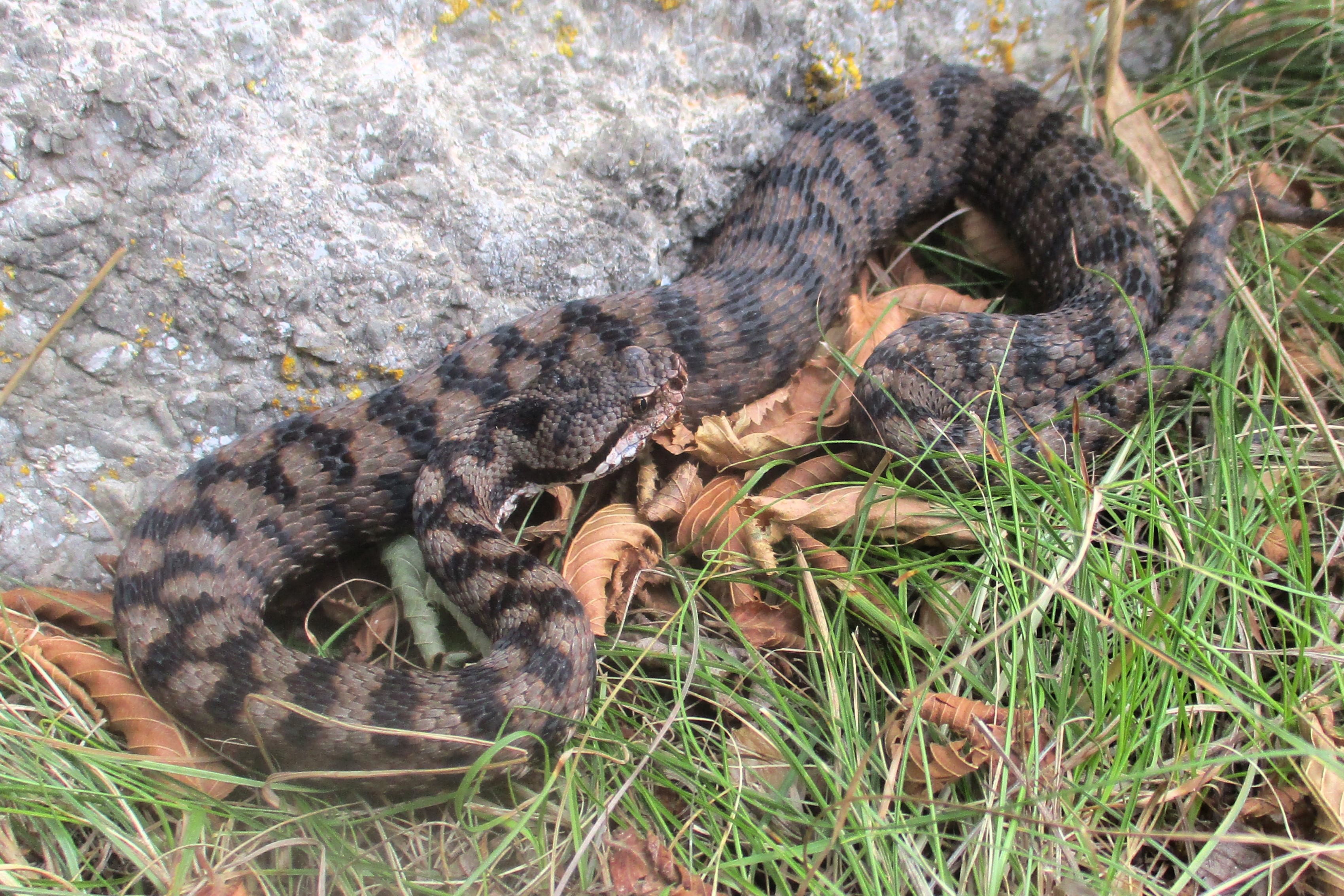 Thumbnail 8 Vipera aspis