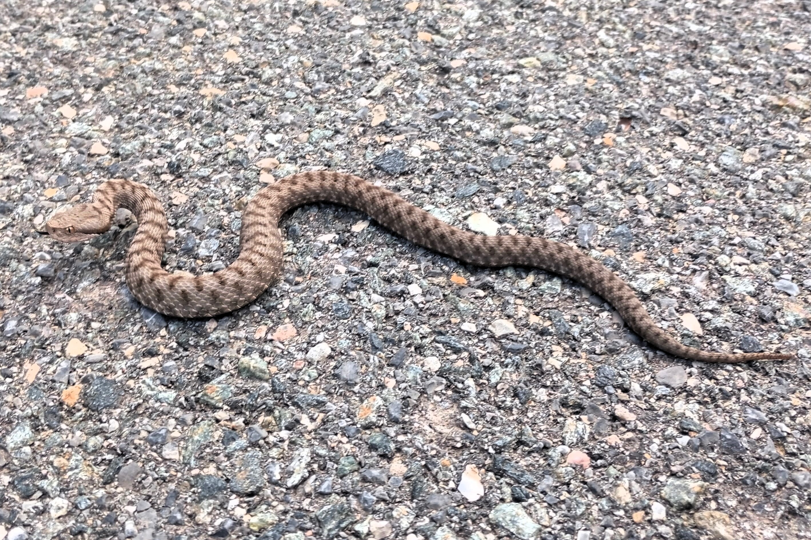 Thumbnail 9 Vipera aspis