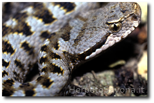 Thumbnail 10 Vipera aspis