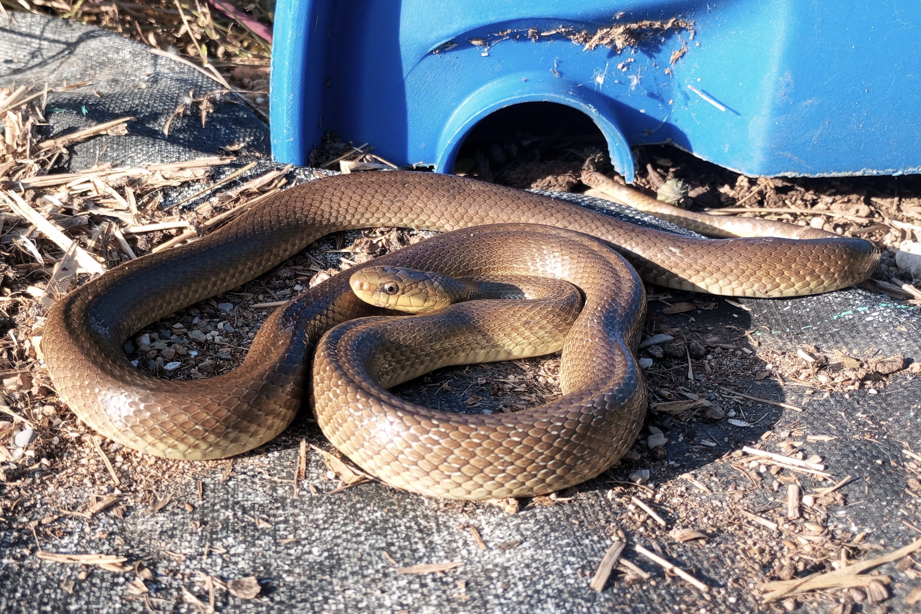 Thumbnail 3 Zamenis longissimus