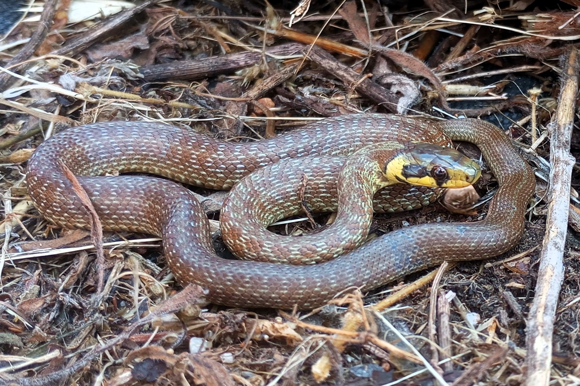 Thumbnail 4 Zamenis longissimus