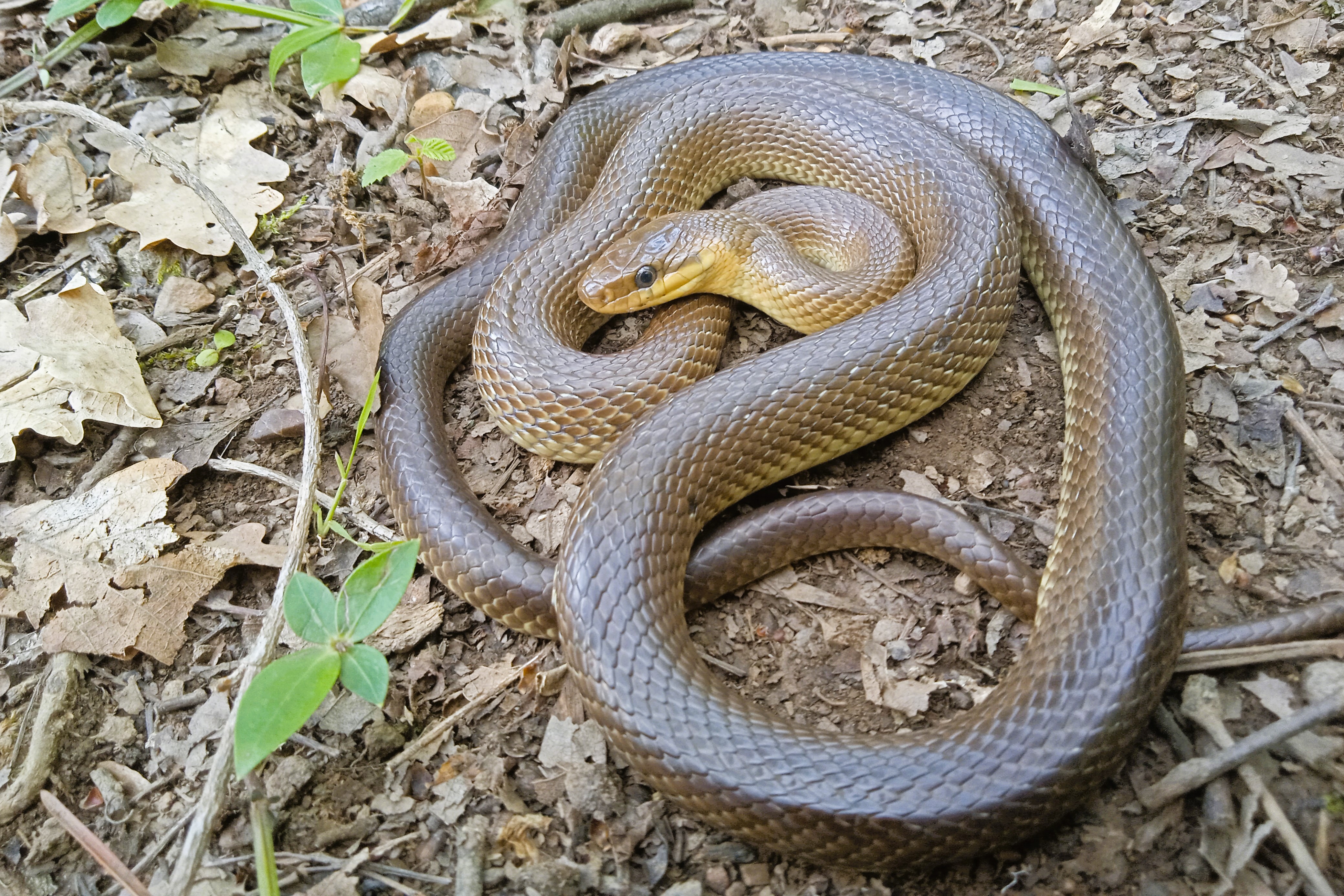 Thumbnail 5 Zamenis longissimus