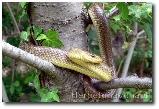 Thumbnail 8 Zamenis longissimus