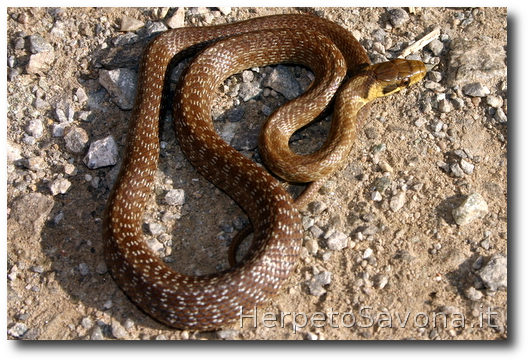 Thumbnail 11 Zamenis longissimus